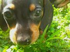 Dachshund Puppies