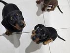 Dachshund Puppies