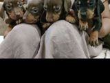 Dachshunds