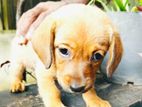 Dachshunds Puppies