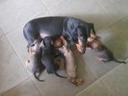 Dachshund Puppies