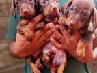 Dachshund Puppies