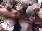 Dachshunds Puppies