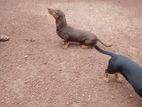 Dachsund Dog for Corssing