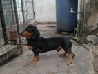 Dachshund Dog for Crossing
