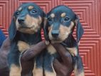 dachsund female puppy