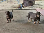 Dachsund Puppies
