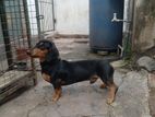 Dachsund Male Dog for Crossing
