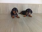 Dachsund puppies