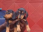 Dachsund Remale Puppy