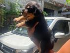 Dachshund and Rottweiler Mix Puppies