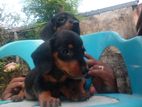 Dacshund