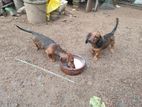 Dachshund Puppies