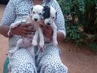 Dalmatian Puppies