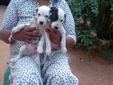 Dalmatian Puppies