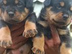 Rottweiler Puppies