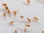 Daphnia Fish Food