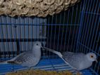Daimond Dove Birds
