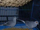 Daimond Dove Birds