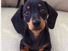 Dachshund Puppy