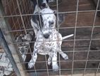 Dalmation Puppy