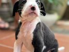 Dalmatian Mix for Kind Home