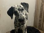 Dalmatian Dog (Female)