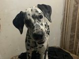 Dalmatian Dog (Female)