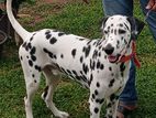 Dalmatian Dog for Crossing