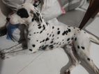 Dalmatian dog for crossing