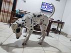 Dalmatian Dog for Crossing