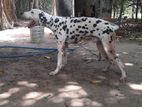 Dalmatian Dog