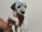 Dalmatian Dog