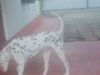 Dalmatian dog