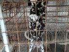 Dalmatian Dog