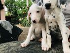 Dalmatian Dog