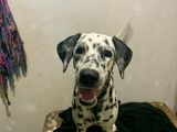 Dalmatian Female dog