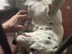 Dalmation Puppy for Kind Home