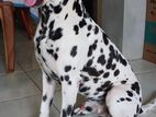 Dalmatian for Crossing