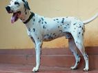 Dalmatian for Crossing
