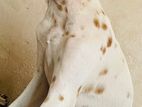 Dalmatian Dog