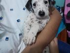 Dalmatian Puppy