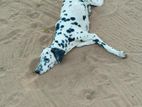 Dalmatian Puppy