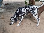 Dalmatian Puppy