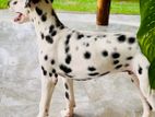 Dalmatian