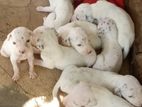 Dalmatian Puppies