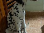 Dalmatian Puppy