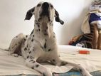 Dalmatian Male Dog Crossing