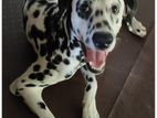 Dalmatian Male Dog for Crossing
