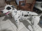 Dalmatian Male Dog for Crossing